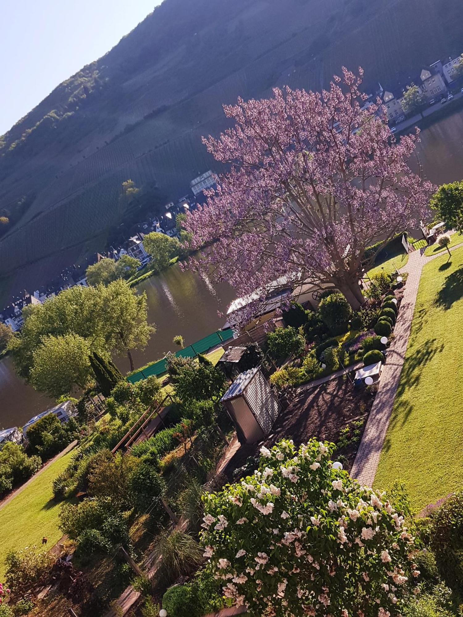 Zum Blauglockenbaum Apartment Zell an der Mosel Luaran gambar